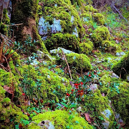 El Caxigu Apartamento Arenas De Cabrales