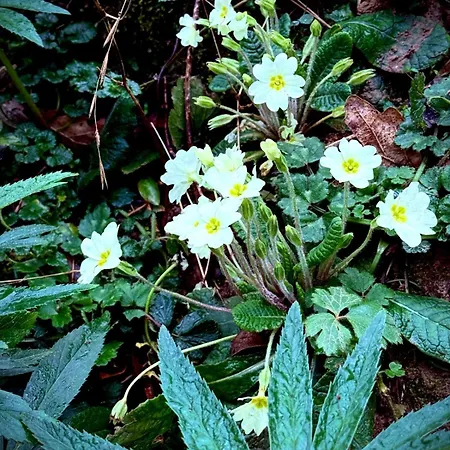 El Caxigu Apartamento