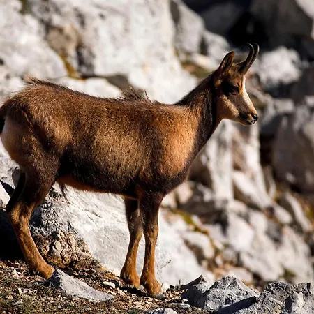 El Caxigu Apartamento *