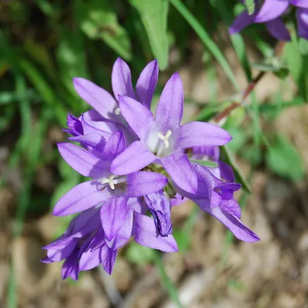 Appartement El Caxigu *