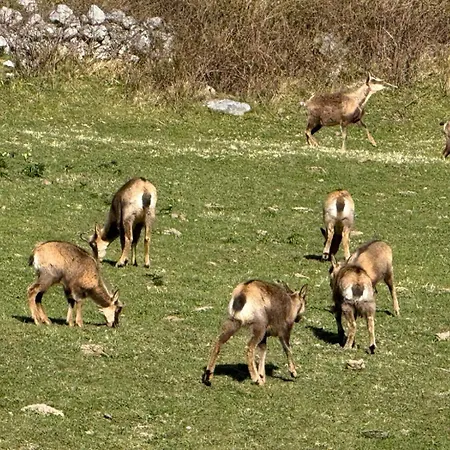 El Caxigu Appartement