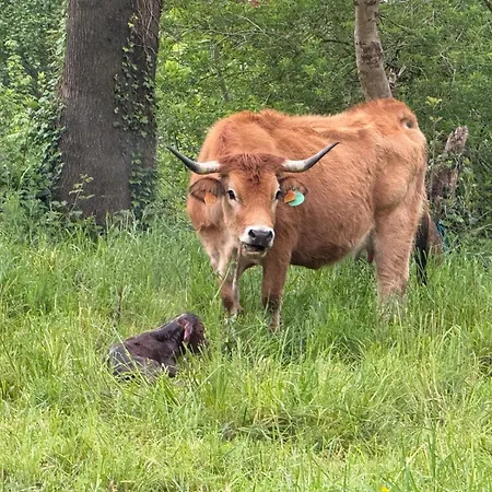 Apartament El Caxigu *