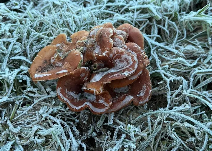 Apartment El Caxigu *