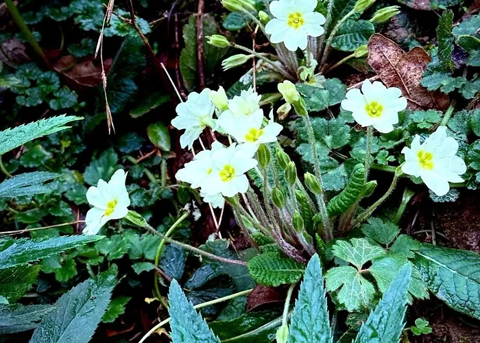 El Caxigu Apartamento