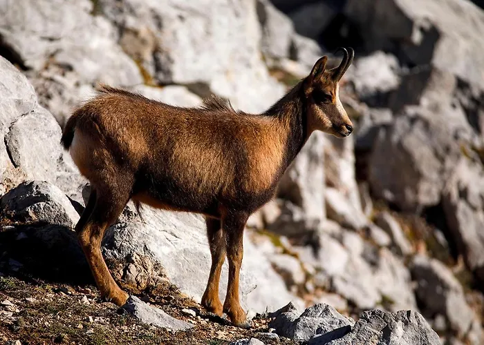 El Caxigu Apartamento *