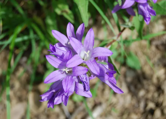 Apartamento El Caxigu *