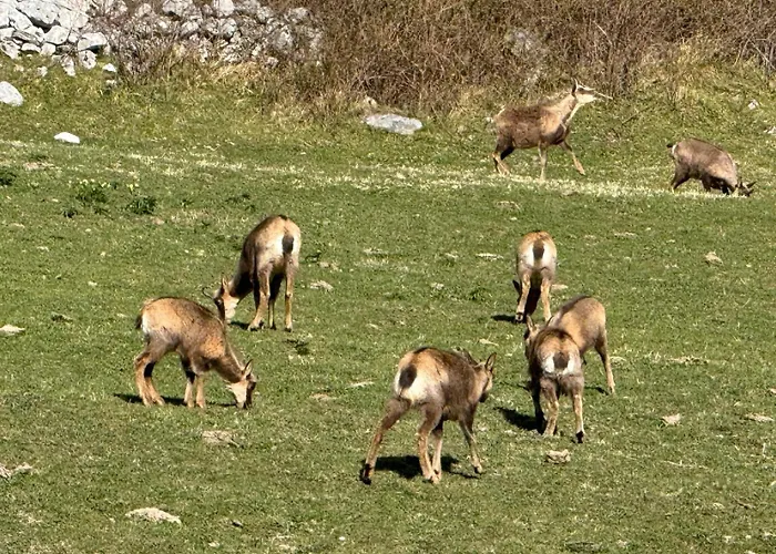 El Caxigu Apartamento