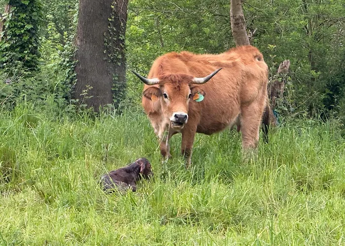 Apartamento El Caxigu *